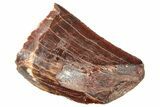 Bargain, Carcharodontosaurus Tooth - Real Dinosaur Tooth #250571-1